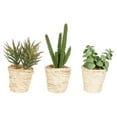 thumbnail image 1 of 5 in. Potted Succulent Cactus Assortment Set, 1 of 1