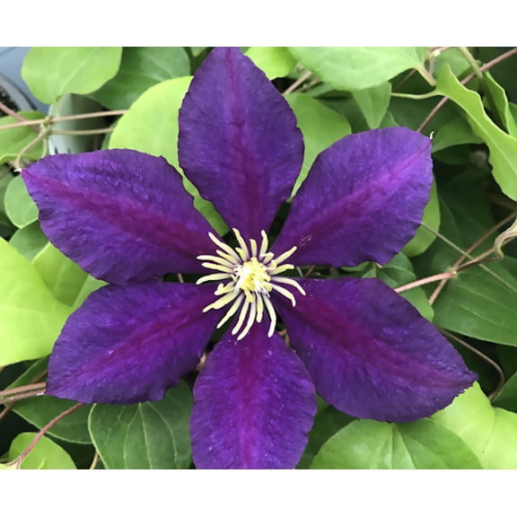 The President Clematis Vine - Deep Purple - 2.5" Pot