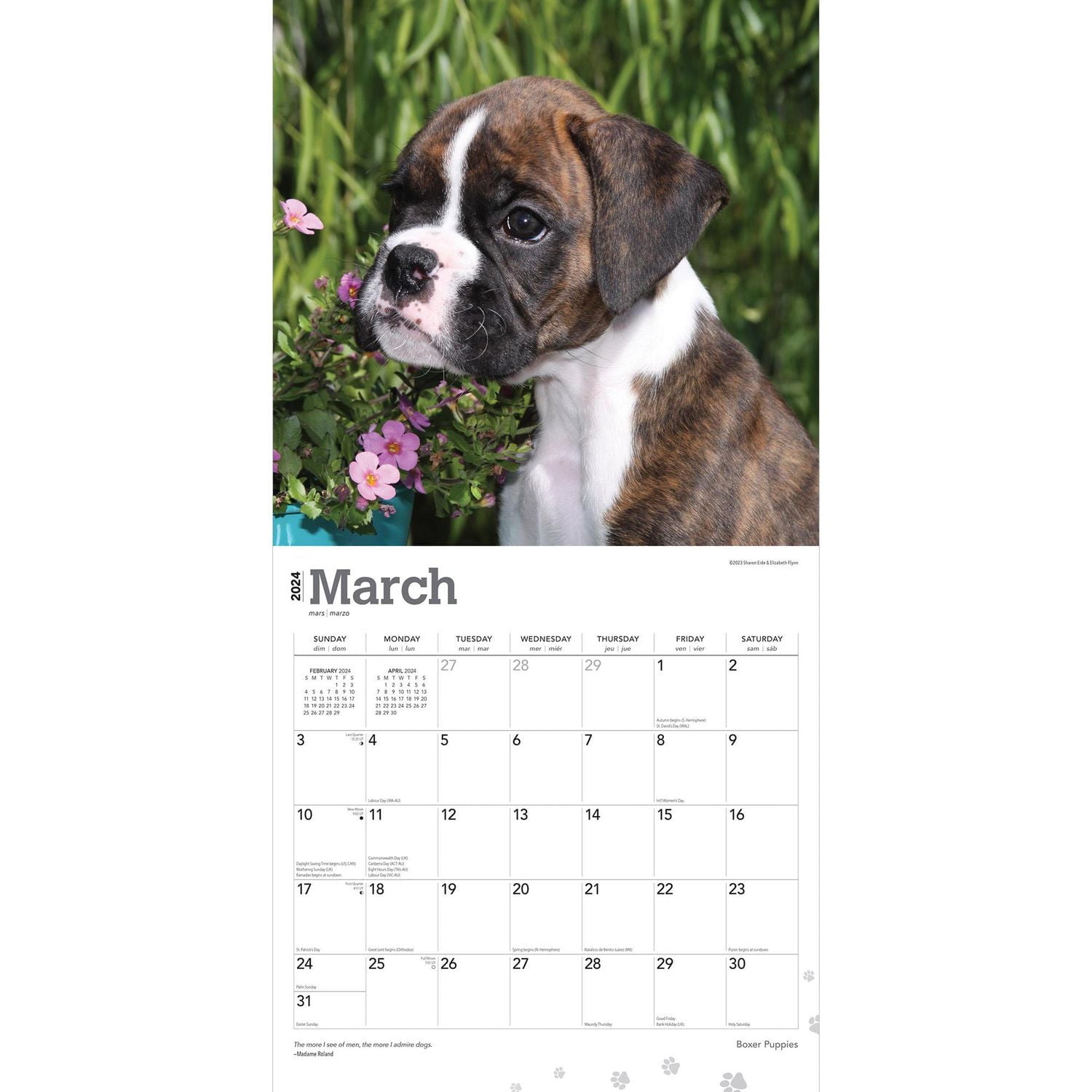 BrownTrout Boxer Puppies 2024 12x24 Inch Square Wall Calendar, 9781975461935