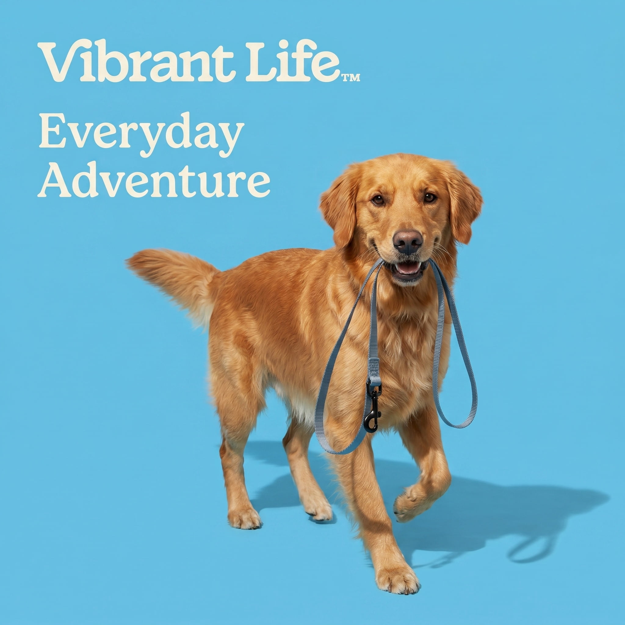 Vibrant Life 6' Solid Polyester Leash, Gray, L