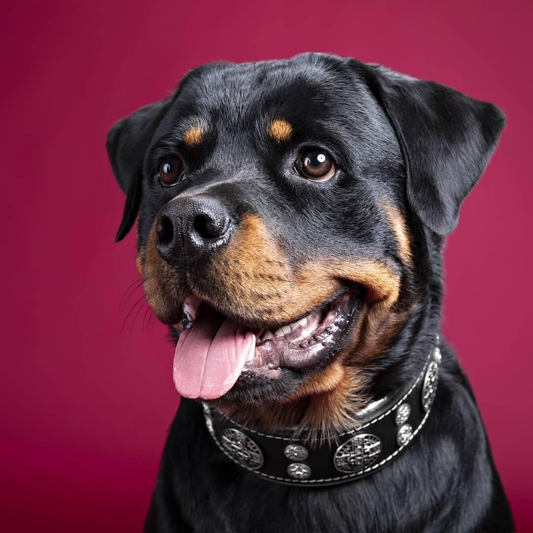 The Bestia "Hektor" Black Leather Dog Collar for Large Dog Breeds