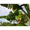 thumbnail image 6 of 5 PLANTAIN BANANA Musa Balbisiana Hardy Red Flowering Sweet Wild Fruit Tree Seeds, 6 of 6