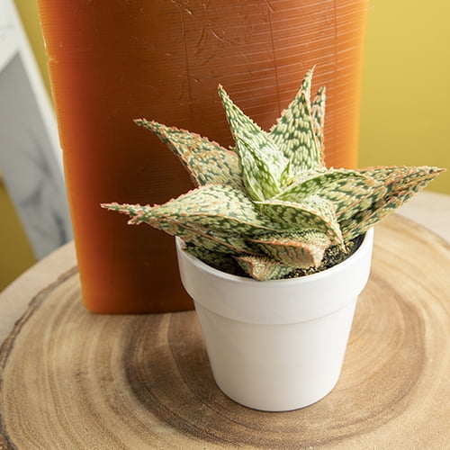 Altman Plants 3.5" Star Aloe in White Ceramic Pot