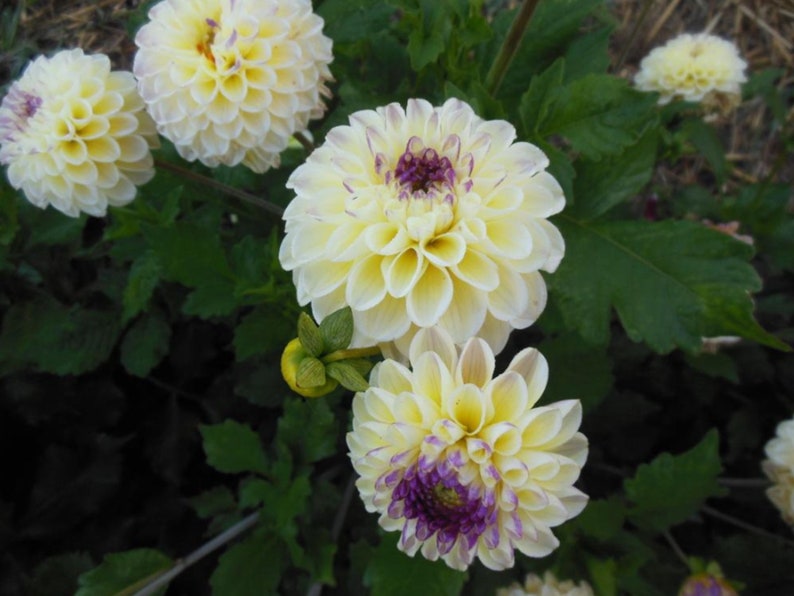 40 Seeds Yellow Cherish Dahlia Seeds Pollinator Friendly Heirloom Flower Seeds Mix for Planting