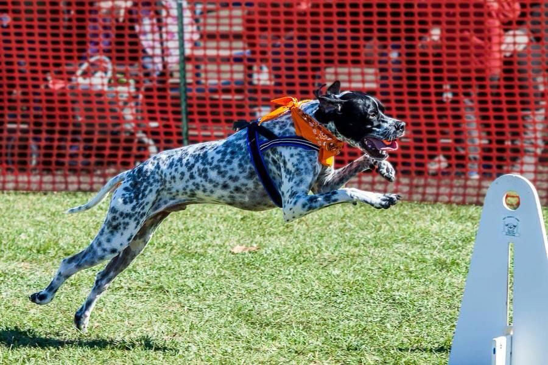 ComfortFlex Sport Dog Harness – No-Choke, Fully Padded, Non-Chafing Harness - Hunter Orange, Small