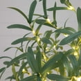 thumbnail image 4 of Nearly Natural Pre-Lit Artificial Olive Tree - 5' - Warm White LED Lights, 4 of 8