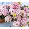 thumbnail image 2 of GSDWIUEW 15 Graines Lisianthus Rose Adorable, 2 of 2