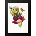 thumbnail image 2 of Merian, Sybilla 13x18 Black Modern Framed Museum Art Print Titled - Banana, Butterfly, plate13, 2 of 5