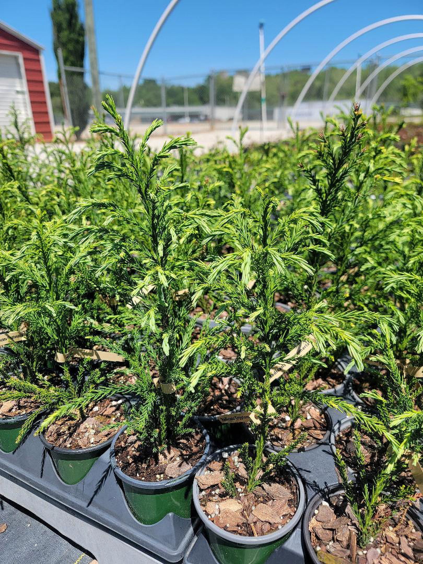 Radicans Cryptomeria ( Japanese Cedar ) - Live Plant ( 1 QT
