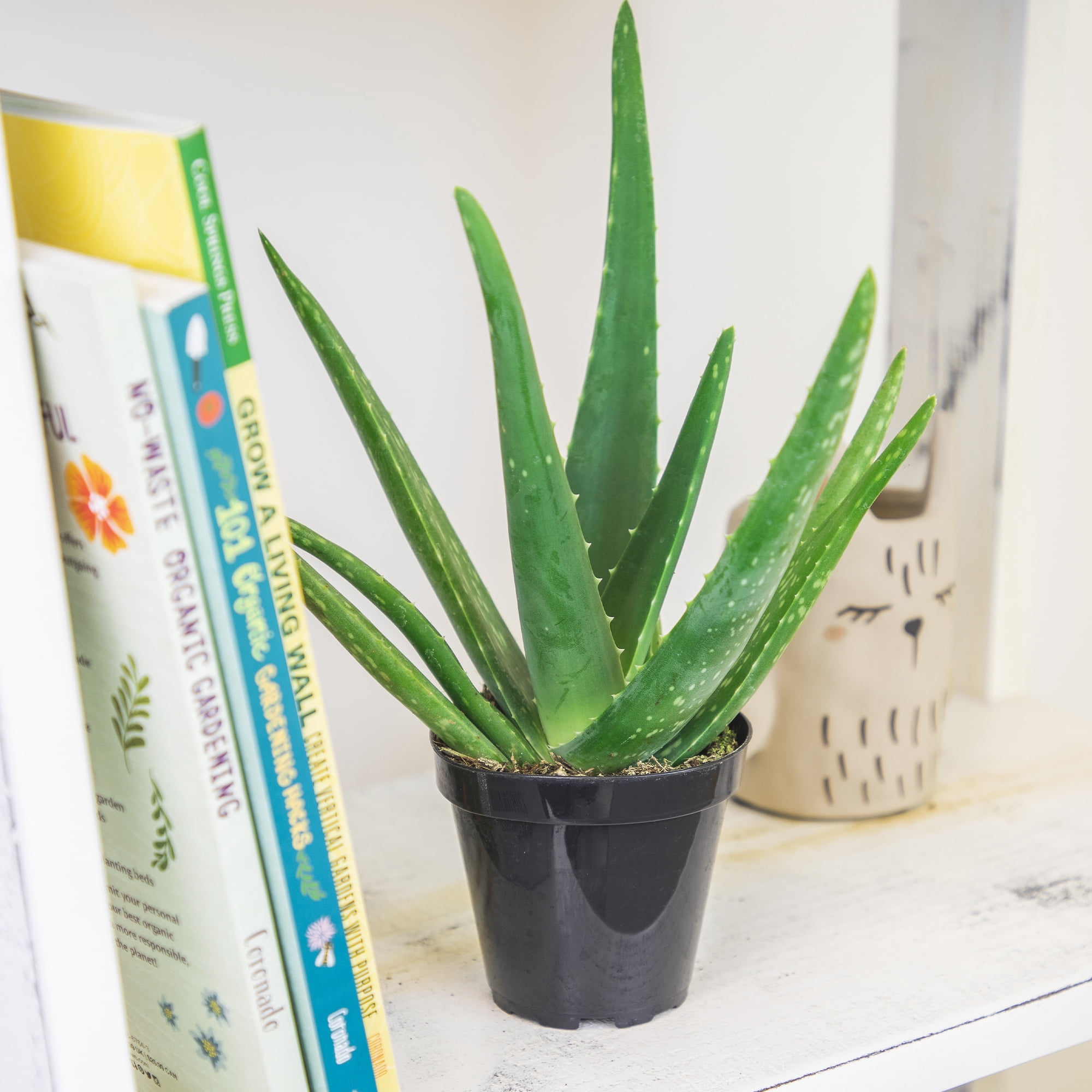 Altman Plants 11" Live Aloe Vera Plants in 3.5" Grower Pots, Easy Succulents (3 Count)