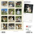 thumbnail image 2 of Saint Bernards | 2024 12x24" (Hanging) Square Wall Calendar | BrownTrout, 2 of 8