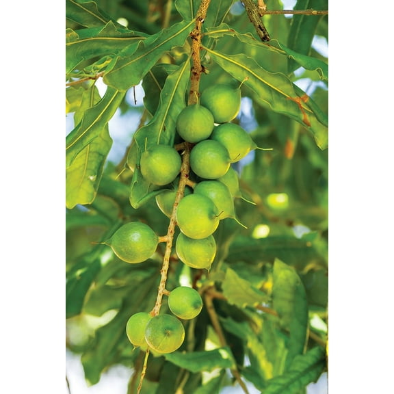 Hawaiian Macadamia Nut Plant Seeds - 1 Pack - 4 Per Pack - Shade