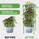 thumbnail image 5 of Cage para tomates K-Brands, paquete de 3, enrejado cuadrado de 104 cm, 5 of 8