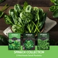 thumbnail image 4 of 3 Packs Spinach Seed Collection - Full Sun Annual Vegetable Seeds, 4 of 9