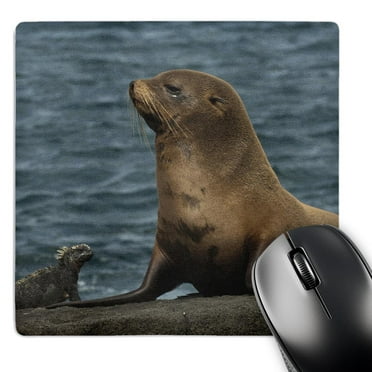 3dRose, Fur Seal, Marine Iguana, Fernandina Galapagos Islands - SA07 POX2133 - Pete Oxford, Mouse Pad