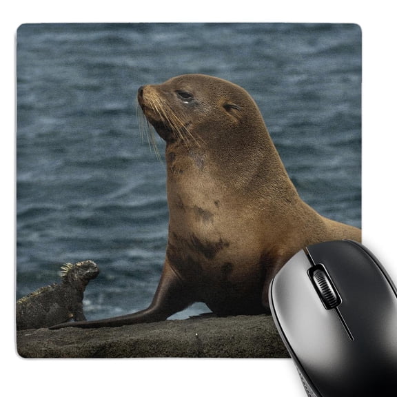 3dRose, Fur Seal, Marine Iguana, Fernandina Galapagos Islands - SA07 POX2133 - Pete Oxford, MousePad