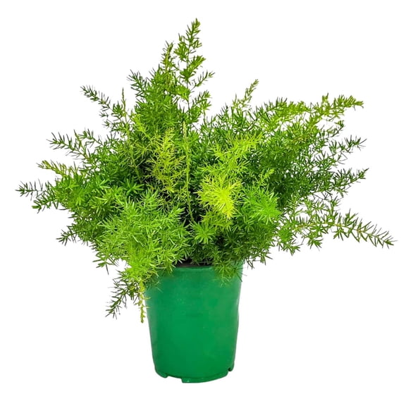 Tropical Plants of Florida 10" to 12" Sprengeri Fern; Shade-Loving, Indoor/Outdoor Use, 6" Nursery Pot