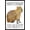 Black Framed Version, variant on Capybara - Be Cappy Wall Poster, 22.375" x 34" Framed