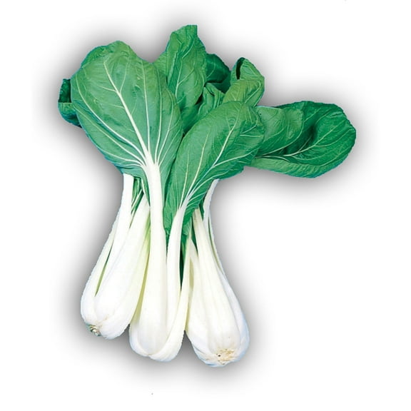 Cabbage Seeds - Pak Choi - Taisai - 3 g Packet ~1296 Seeds - Non-GMO, Heirloom - Asian Garden Vegetable & Microgreens
