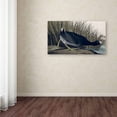 thumbnail image 3 of Trademark Fine Art John James Audubon American Coot Canvas Wall Art - 10x19, 3 of 3