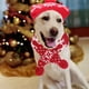 thumbnail image 2 of 1 Set Creative Pet Hat Navidad Dibujos animados de dibujos animados Sombrero Sombrero Sombrero Mascota Suministros para mascotas, 2 of 5