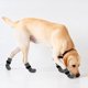 thumbnail image 5 of 1 par de calcetines reversibles antideslizantes para perros de interior: protegen las patas de tu mascota y los suelos de casa. Aptos para perros pequeños y grandes (L, gris)., 5 of 5