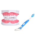 thumbnail image 4 of Modelo de dientes de ense?anza dental con cepillo de dientes Ni?os Educación Modelo de cepillado de s Modelo de cepillado de dientes Modelo de dientes Spptty Instrumentación, 4 of 7