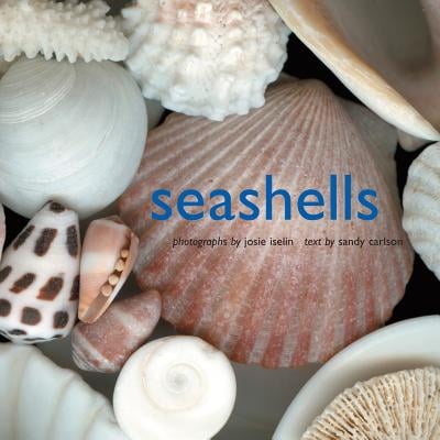 seashells walmart com