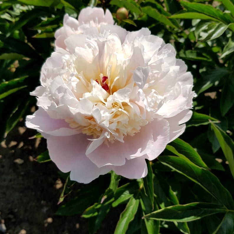 10 Rare Madame Clot Peony Seeds - Heirloom Peony Seeds for Garden Blooms