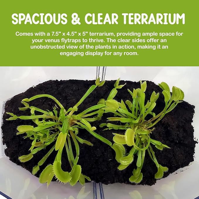 Live Venus Flytrap Kit with Carnivorous Plant Food, Tweezers, Peat Pellets & 7.5" Clear Tank – 2 Flytrap, Bug-Eating Plants for Indoor STEM Learning