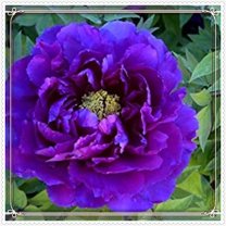 Peony Planting-Beautiful Garden Decoration-Simple to Grow-Garden Stakes Planting-Home Decoration