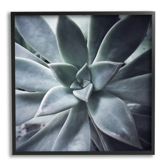 Stupell Industries Succulent Plant Photography Botanical & Floral Photography Black Framed Art Print Wall Art