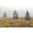 thumbnail image 2 of Snowfall On Meadow, Banff National Park, Alberta Poster Print (18 x 12), 2 of 4