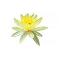 thumbnail image 2 of Yellow Water Lily White Wall Mural by Wallmonkeys Peel and Stick Graphic (18 in W x 12 in H) WM271644, 2 of 4