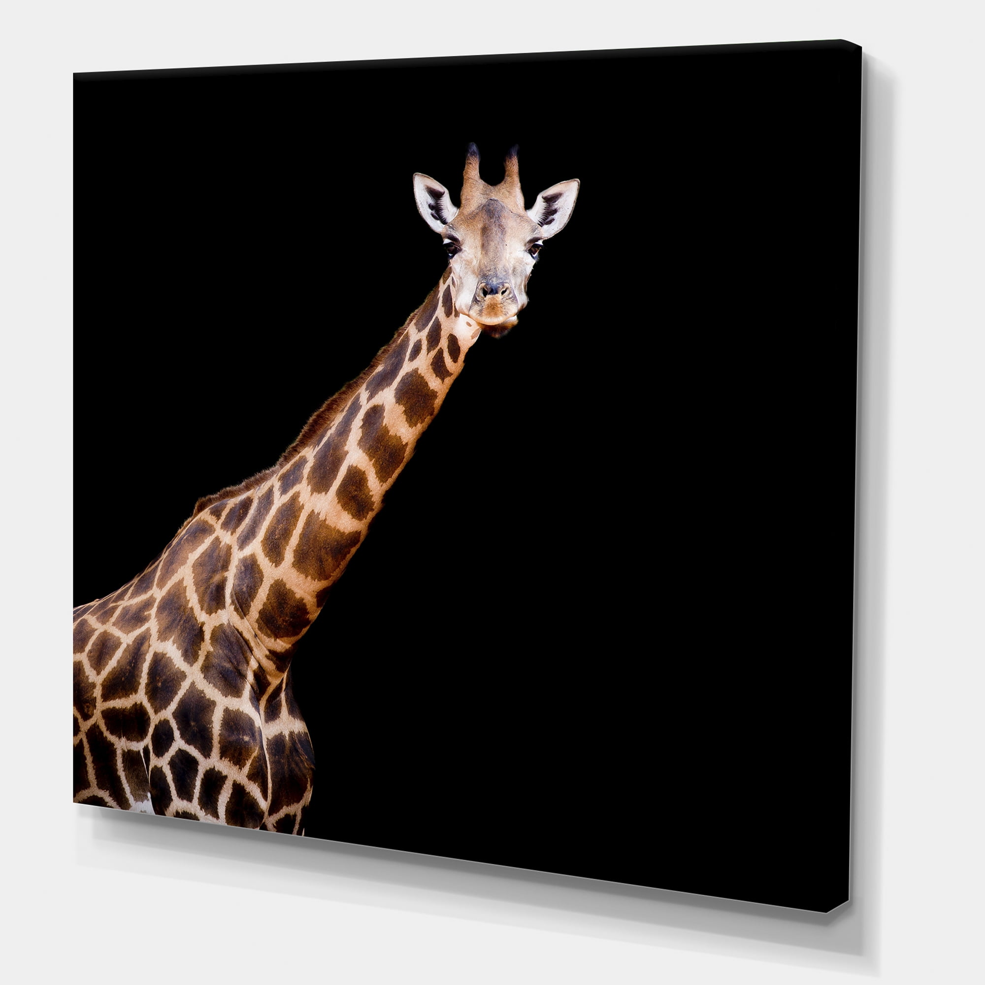 Designart ' Portrait of A Giraffe On Black Background III ' Farmhouse Canvas Wall Art Print