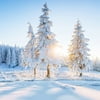SAYFUT Photography Backdrops Christmas Holiday Party Decoration Xmas Tree and Gifts Oraments Gifts Vinyl Fabric Studio Photo Video Background Screen Props