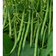 TomorrowSeeds - Contender Green Bean Seeds - 90+ Count Packet - Non GMO Open Pollinated USA Garden Vegetable Stringless Bush String Beans Seed 2023