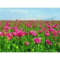 thumbnail image 5 of 250 Seeds AFGHAN Blue POPPY Mixed Colors Papaver Somniferum Pink Purple White Flower Seeds, 5 of 10