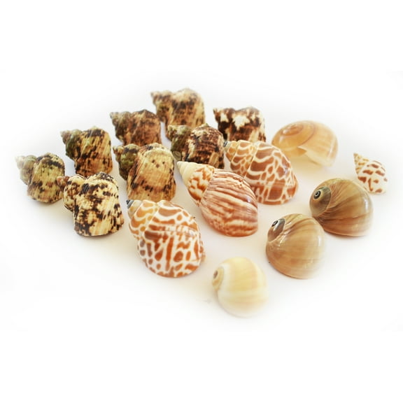 16 Hermit Crab Changing Shell Set Medium Size Turbo Land Snail & Moon Shells (Growth Shells) Natural Seashells