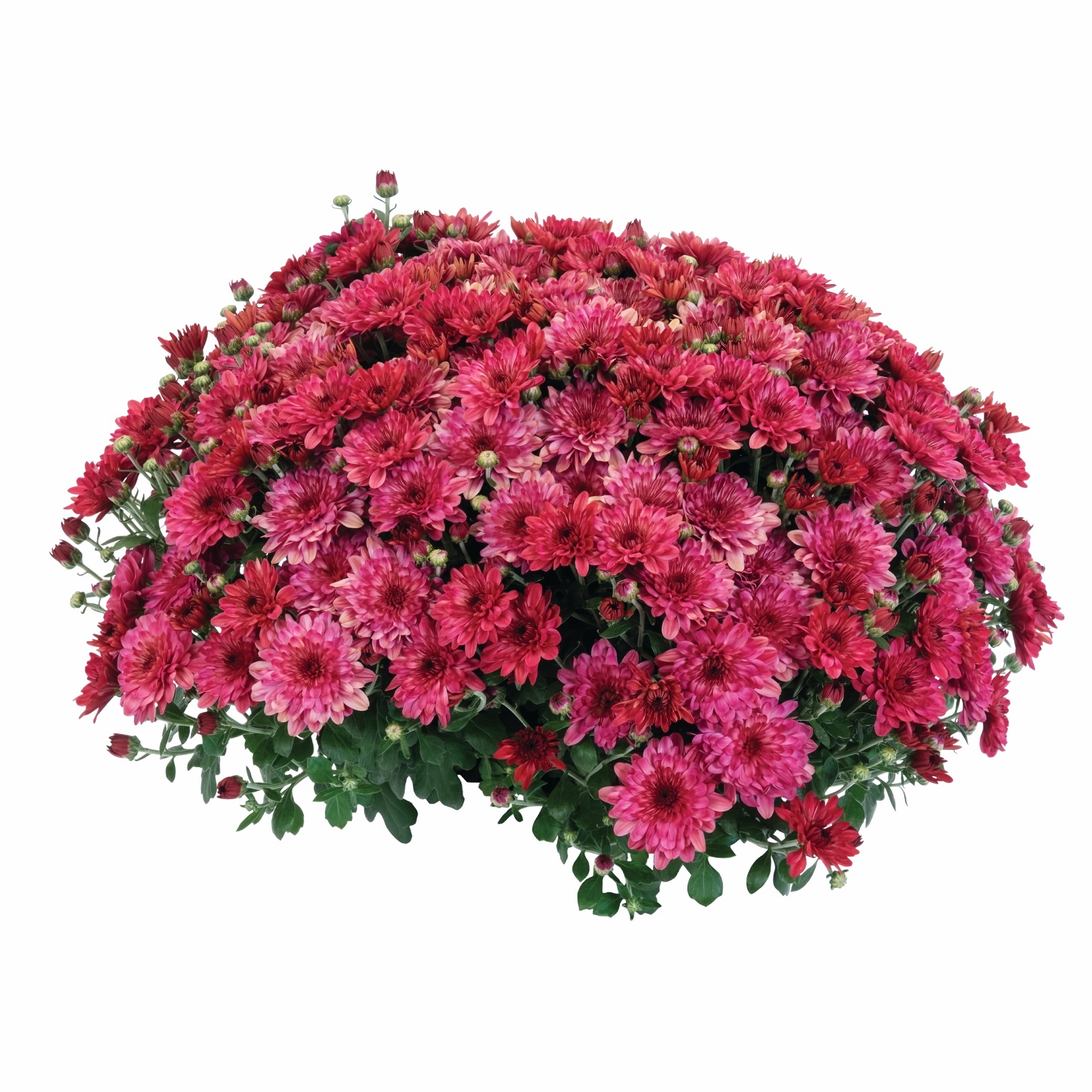 Better Homes & Gardens 1.5G Purple Mum Live Plant in Decorative Pot