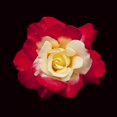 thumbnail image 3 of Peterson, Lee 12x12 Black Modern Framed Museum Art Print Titled - Red and White Rose, 3 of 5