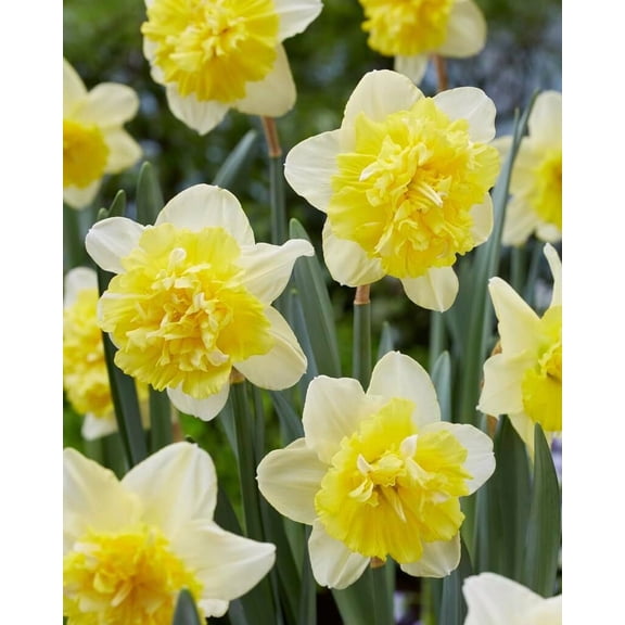Full House Double Daffodil Bulbs for Planting Beautiful White and Yellow Blooms 5 Bulbs