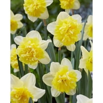 Full House Double Daffodil Bulbs for Planting Beautiful White and Yellow Blooms 5 Bulbs