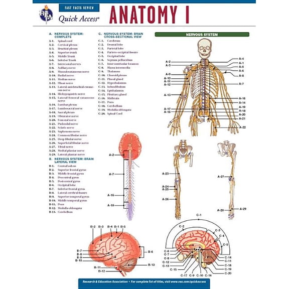 Anatomy I