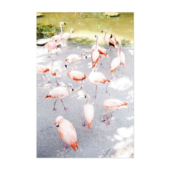 Flamboyance of Flamingos - Florida Photography Flamingo Bird Wildlife Tropical Animal Nature Summer Unframed Wall Art Print 4 x 6 inches