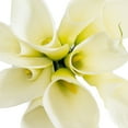 thumbnail image 4 of White Calla Lilies - Farm Direct Fresh Cut Flowers - 36 Stems, 4 of 7