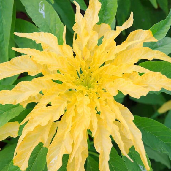 Outsidepride Amaranthus Yellow Foliage Plant - 10000 Seeds