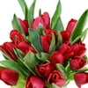 One Dozen Red Tulips