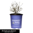 thumbnail image 5 of Direct Gardening 2 Gal. Pot, Birthday Cake™ Butterfly Bush Shrub Potted Purple Flowering Plant, 5 of 6