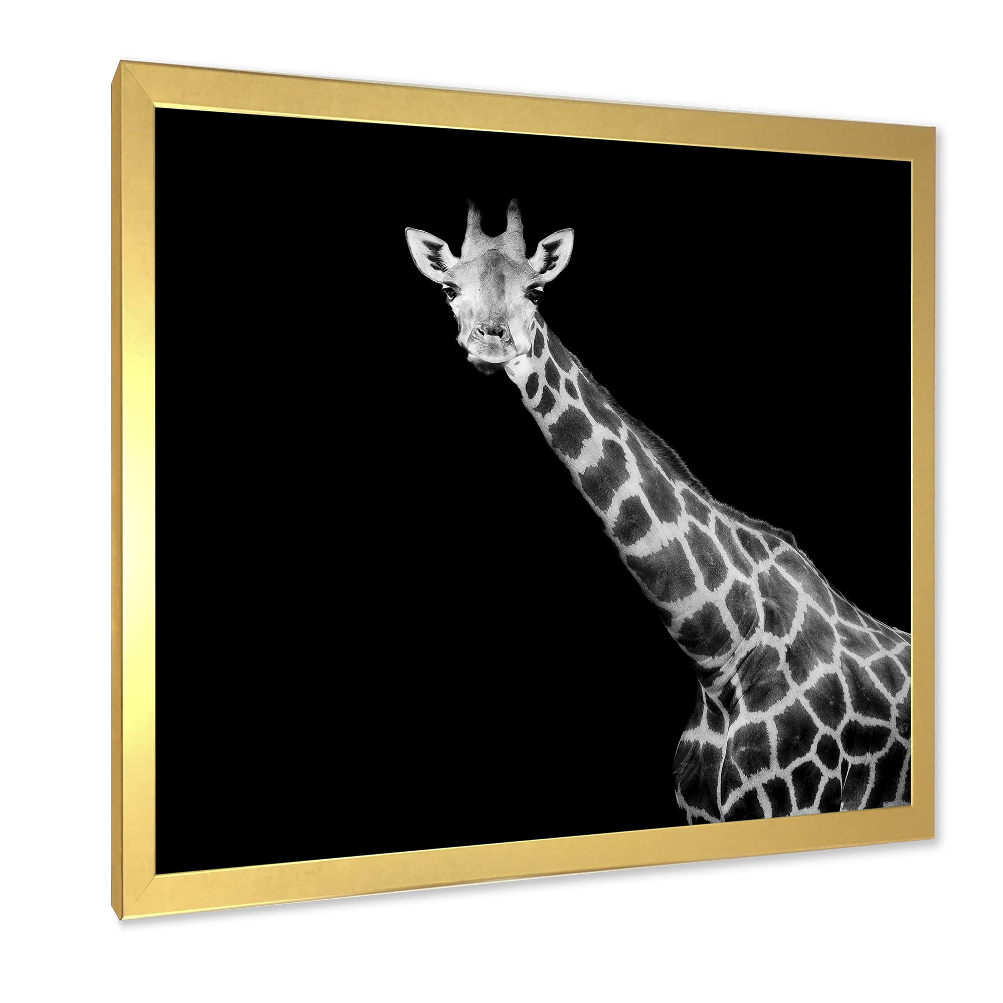 Designart 'Close Up Portrait Of A Giraffe On Black I' Farmhouse Framed Art Print